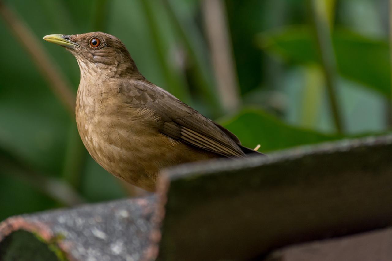 Ara Ambigua Lodge Sarapiquí Exteriör bild