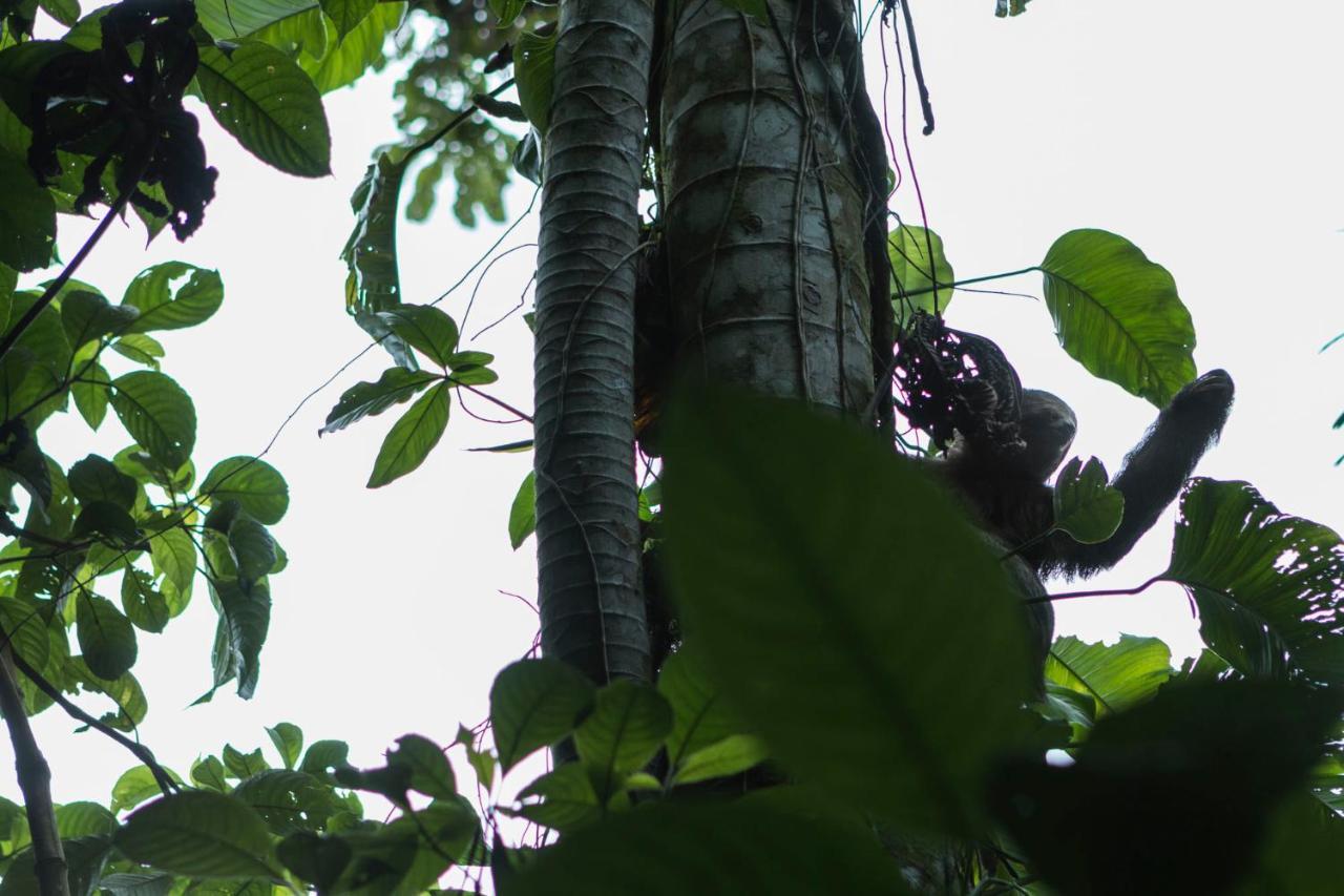 Ara Ambigua Lodge Sarapiquí Exteriör bild