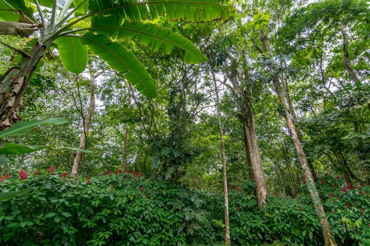 Ara Ambigua Lodge Sarapiquí Exteriör bild