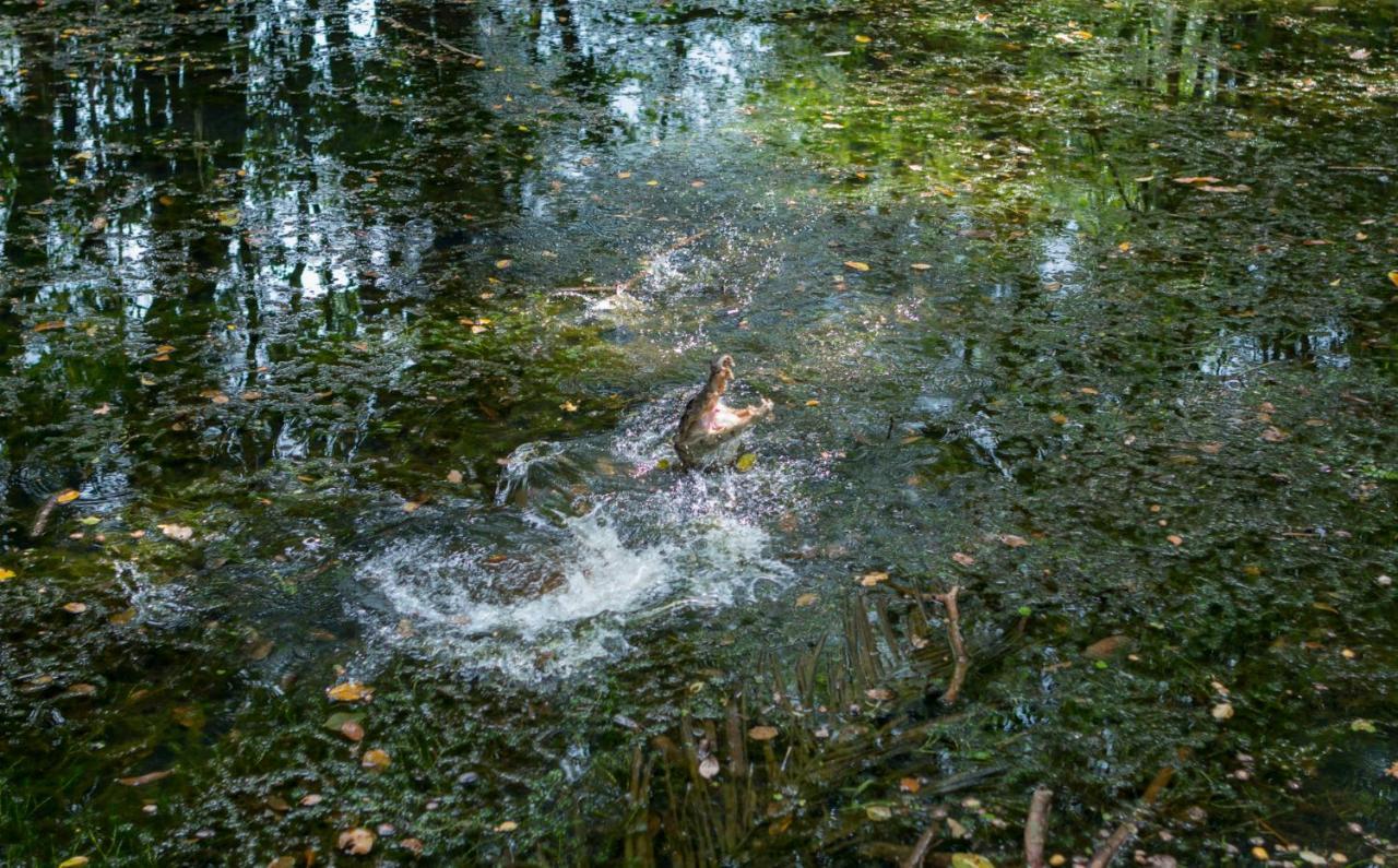Ara Ambigua Lodge Sarapiquí Exteriör bild