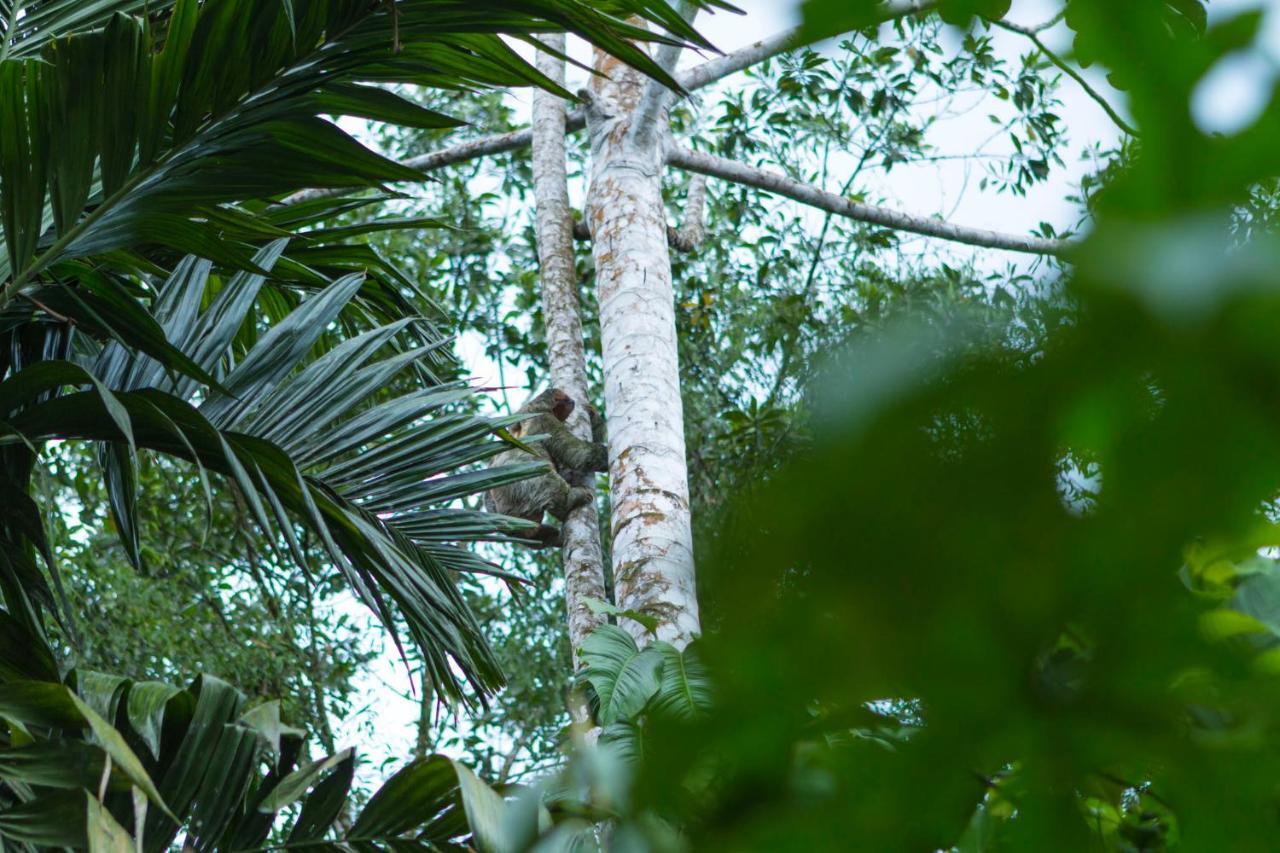 Ara Ambigua Lodge Sarapiquí Exteriör bild